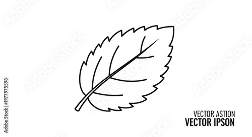 Simple black and white outline vector illustration of a single mint leaf