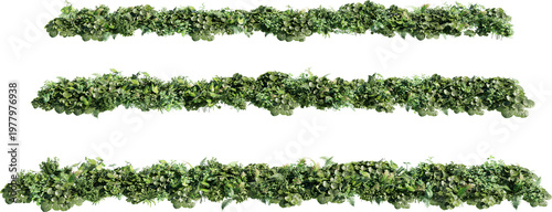 Shrubs and flower on a transparent background