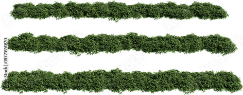 Shrubs and flower on a transparent background