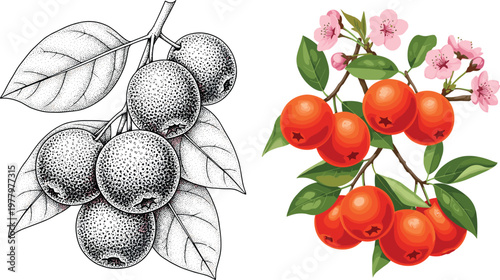 Rowan berry branch vector set with engraving style and colored illustration, botanical fruit with leaves and flowers isolated