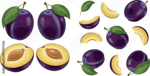 Plum fruit vector illustration set featuring whole and sliced plums with leaves and detailed seed cross sections isolated on white