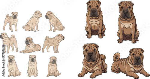 Shar Pei dog poses vector illustration set featuring multiple sitting standing and lying puppy positions in cartoon and realistic styles