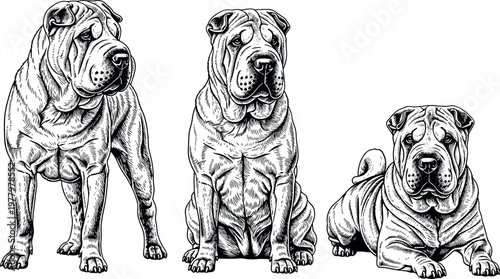 Shar Pei dog sketch collection with detailed poses and wrinkles, realistic pet illustration in hand drawn vector style set