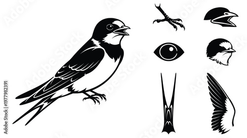 Barn swallow bird vector illustration set featuring swallow body head beak eye wing and forked bird tail icons isolated on white