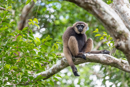 Fotografie Bornean Gibbon Sitting on Tree Branch in Tropical Rainforest Canopy