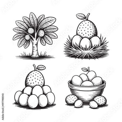 Vintage illustration of mangosteen fruits trees and bountiful harvests