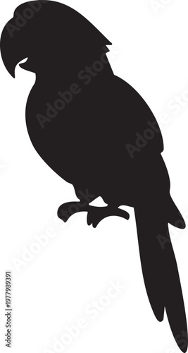 Silhouette of a bird perched on a branch with a long tail and curved beak