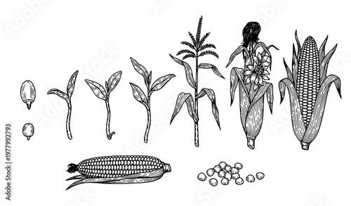 Vintage corn life cycle botanical vector set with maize plant stages detailed engraving illustration