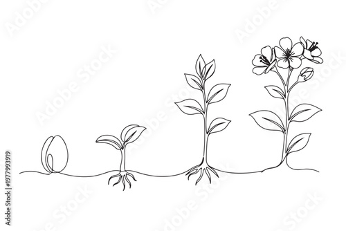 Continuous line art of plant life cycle stages from seed and sprout to flowering bloom, botanical growth evolution, Vector illustration