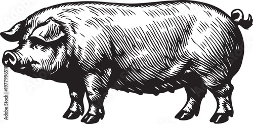 Vintage Pig Engraving Illustration, Detailed Farm Pig in Retro Woodcut Style