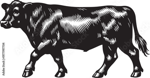 Vintage Cow Engraving Illustration, Hand Drawn Farm Cattle Walking in Retro Woodcut Style