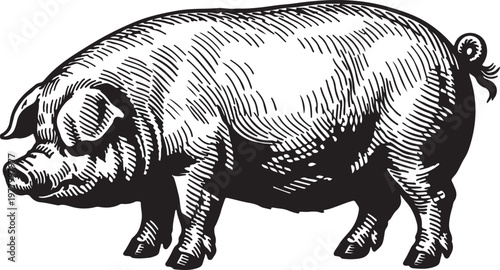 Vintage Pig Engraving Illustration, Detailed Farm Pig in Retro Woodcut Style