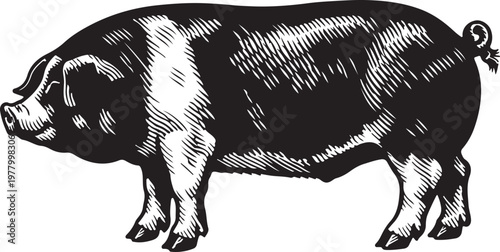 Vintage Pig Engraving Illustration, Hand Drawn Farm Pig in Retro Woodcut Style