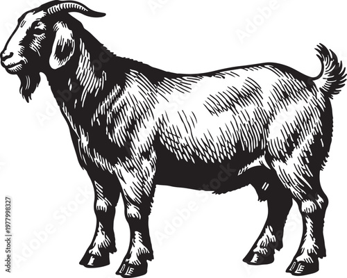 Vintage Goat Engraving Illustration, Hand Drawn Domestic Goat in Retro Woodcut Style