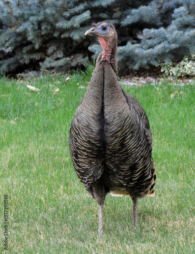 a wild hen turkey standing in the grass,  foraging in spring in a garden in broomfield, colorado