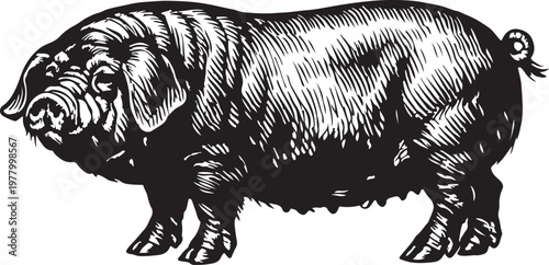 Vintage Pig Engraving Illustration, Hand Drawn Farm Pig in Retro Woodcut Style