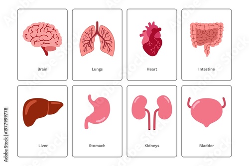 An infographic illustration of human organs including brain, lungs, heart, intestine, liver, stomach, kidneys, and bladder.