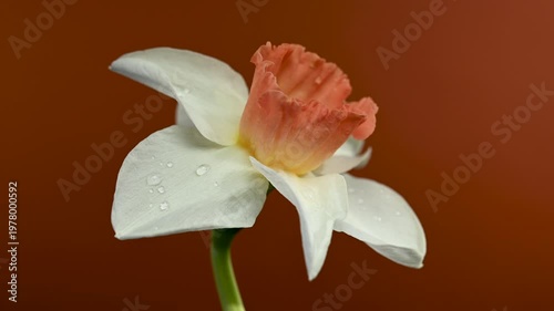 White And Orange Narcissus Flower With Water Drops On a red Background