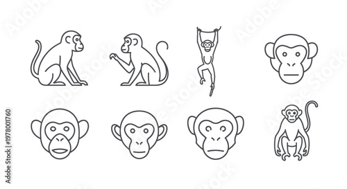 Monkey Icons Set: Outline Drawings of Primates for Wildlife and Zoo Themes
