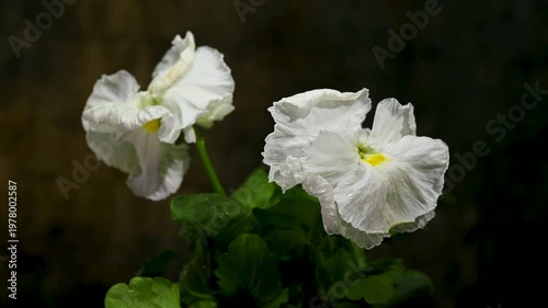 White Ruffled Pansy Flowers With Green Leaves And Raindrops