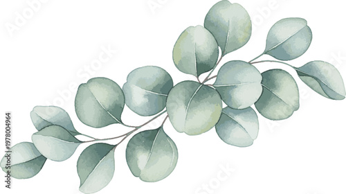 Watercolor illustration of eucalyptus leaves on a branch with white background green leaf eucalyptus botanical aromatic decoration illustration watercolor painting artistic isolated
