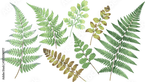 Assortment of green fern leaves with various shapes and sizes plant life vegetation background isolated botanical woodland biodiversity environment delicate graceful tropical temperate