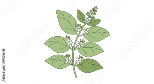 Sprig of flowering basil herb plant with fresh green leaves white flowers and intricate detail in an appealing botanical illustration