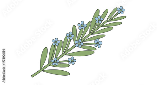 Sprig of forget-me-nots illustration; delicate botanical drawing of blooming flowers with green leaves on a bright white backdrop