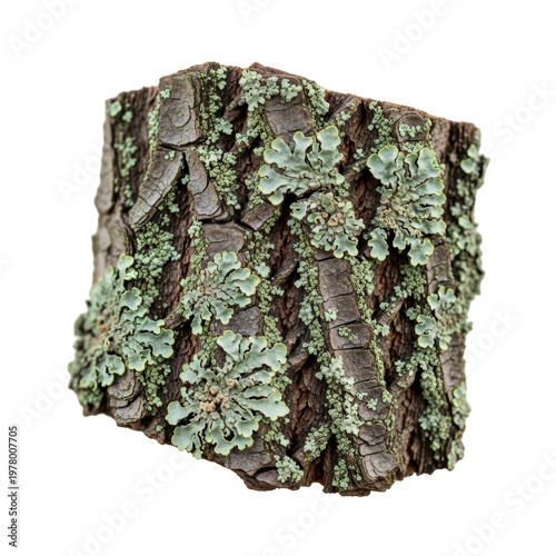 Green foliose lichen on tree bark
