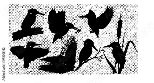 Kingfisher bird vector set with perching flying and hunting poses colorful wildlife illustration isolated on white