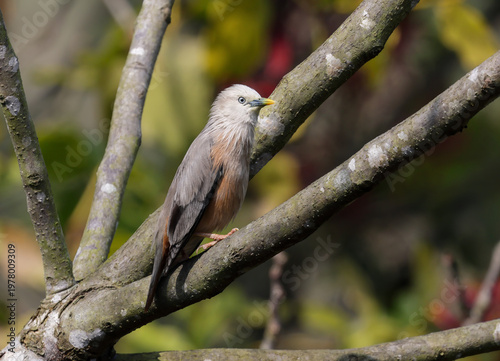 Chestnut-tailed starling (Sturnia malabarica) in nature.