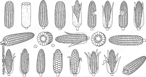 Hand-Drawn Corn Cobs and Maize Illustrations Set: Sketch of Whole, Peeled, and Cross-Sectioned Ears for Food, Agriculture, and Harvest Designs