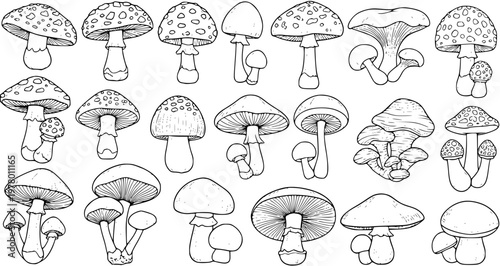 Black and White Mushroom Collection: Detailed Vector Illustration of Various Fungi