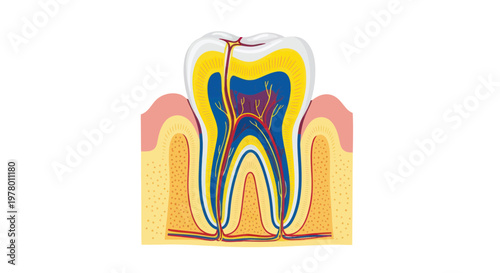 Cross Section of Human Tooth Anatomy, Dental Health, Oral Care
