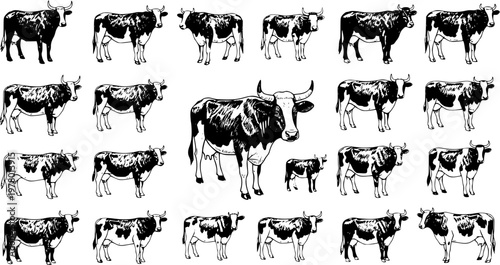 Detailed black and white illustrations of various cattle breeds in different poses, forming a diverse set of farm animals suitable for graphic design and livestock themes.