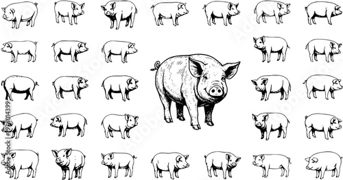 Detailed Black and White Engraving Style Pig Illustration with Various Smaller Swine Icons, Farm Animal Collection for Agriculture and Butchery Design
