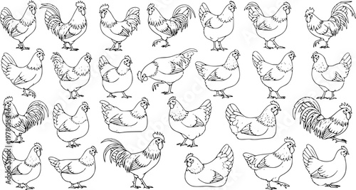 Hand-drawn chicken and rooster line art collection for seamless pattern design. Farm bird sketches and hen illustrations.