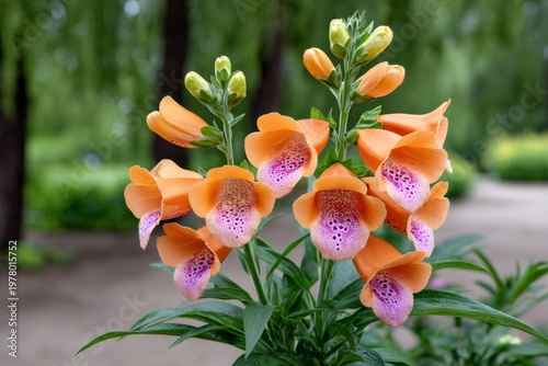 Foxglove flowers blooming with distinctive orange and pink spots