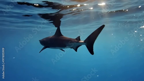 Shark swimming underwater in ocean with sunlight