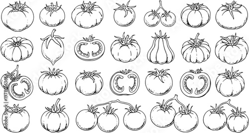 Detailed black and white line art collection of various tomato types and shapes, hand-drawn vector illustrations for food, farm, and healthy lifestyle designs.