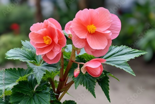 Begonia flowers blooming in lush garden