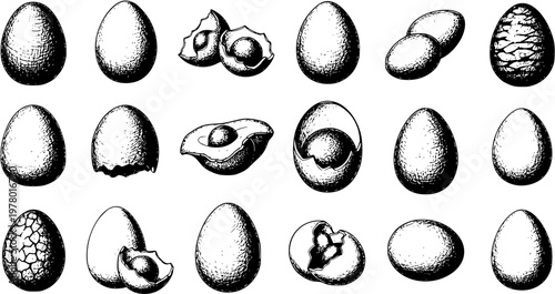 Vintage Engraving Style Eggs and Avocados Set. Detailed Hand-Drawn Black and White Sketch Collection Featuring Whole, Cracked, Broken, and Textured Egg Illustrations.