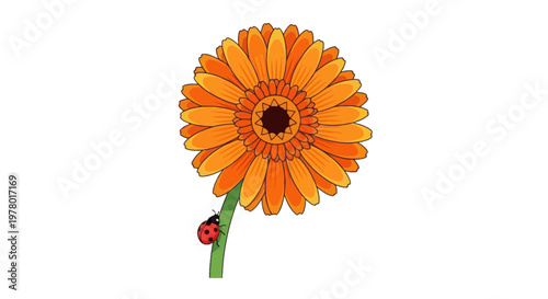 Illustration of orange gerbera daisy flower with a ladybug crawling on the stem; cheerful floral design element on a white background