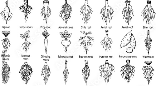Botanical illustration of diverse plant root types: taproot, fibrous, prop, adventitious, aerial, parasitic, tuberous, buttress, and more, for biology education and study.