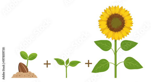Cartoon illustration of sunflower seed germination stages showing growth process from seed to mature flower on white background