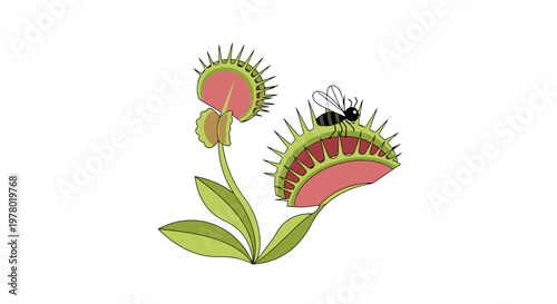 Cartoon Venus flytrap with open traps catching a fly stylized vector illustration in vibrant green and red isolated on white background