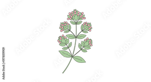 Delicate thyme sprig illustration featuring pastel pink buds and fresh green leaves on a white background for design use