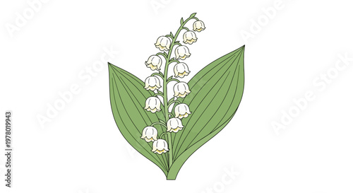 Elegant lily of the valley illustration with delicate white bell-shaped flowers and fresh green leaves botanical art isolated on white background