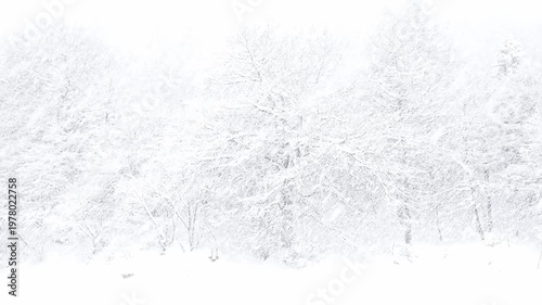 Snowstorm in the Alpine forest