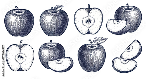 Hand-drawn Apples Set: Whole, Halved, Sliced, Sketch Style, Healthy Food Illustration